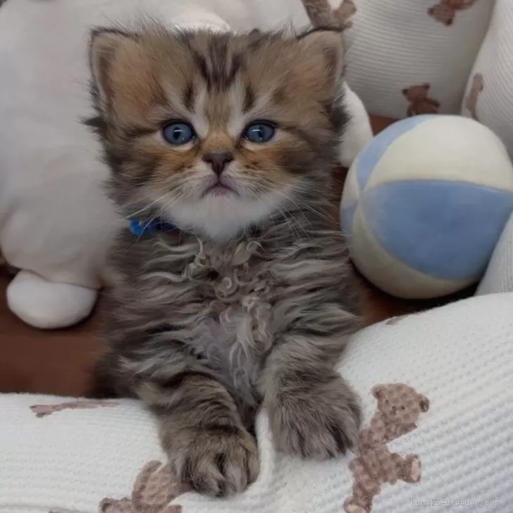 ID：2504-01532の子猫