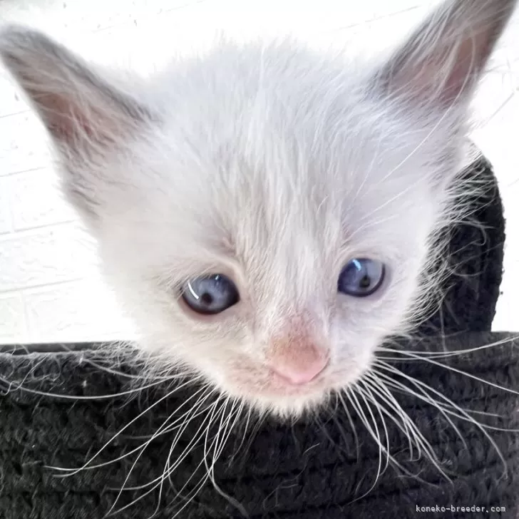 ラグドール【埼玉県・女の子・2025年10月2日・ブルーポイントバイカラー】の写真1