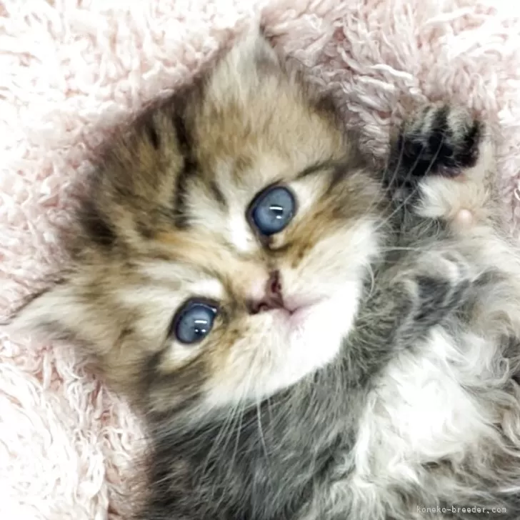 フォールデックス【埼玉県・女の子・2025年8月15日・ブラウンタビー】の写真1