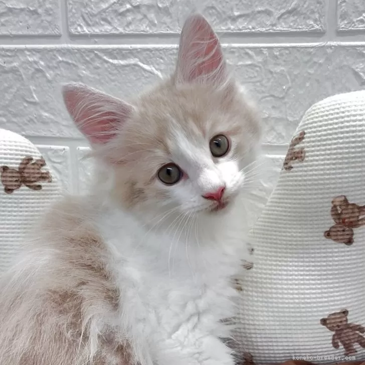 ID:2505-00299の子猫