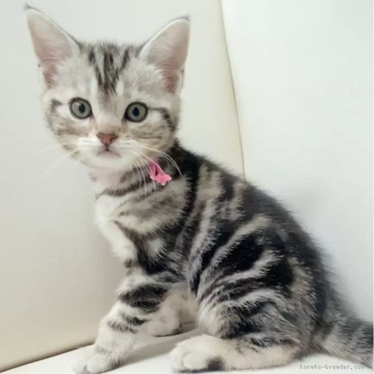 ID:2501-02382の子猫