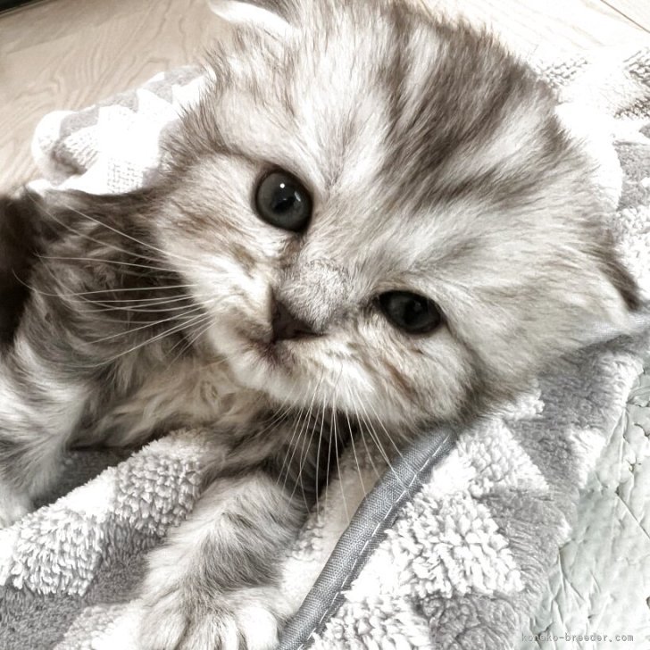 ブリーダー画像