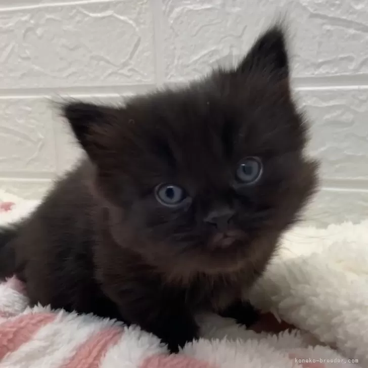 ID：2503-01169の子猫