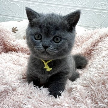 ブリティッシュショートヘア【埼玉県・女の子・2025年10月10日・ブルー（短毛）】の写真「更にムチムチ体型になりそうです🥰ずんぐりむっくり」