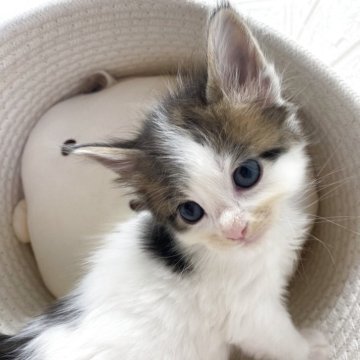 メインクーン【埼玉県・男の子・2025年10月22日・ブルー&ホワイト（長毛）】の写真「今流行りのメインクーン😍珍しいカラー🩷」