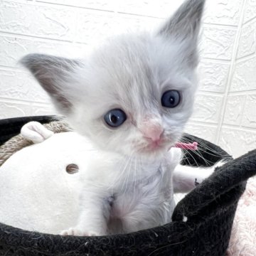 ラグドール【埼玉県・女の子・2025年10月2日・ブルーポイントバイカラー（長毛）】の写真「べっぴんさん😆綺麗なハチワレ☝️🥰」