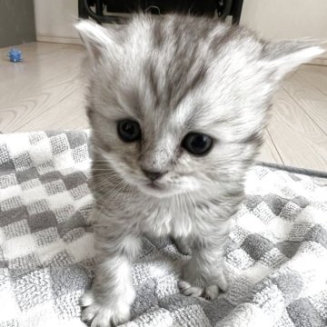 スコティッシュフォールド(立ち耳)【埼玉県・男の子・2025年10月12日・シルバーマッカレルタビー&ホワイト（長毛）】の写真「まん丸お目々のおっとりさんタイプ立ち耳男の子🥰」