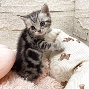 アメリカンショートヘア【埼玉県・女の子・2025年11月1日・シルバータビー（短毛）】の写真「パパが日本🇯🇵一出産ラッシュでお得な価格🉐」