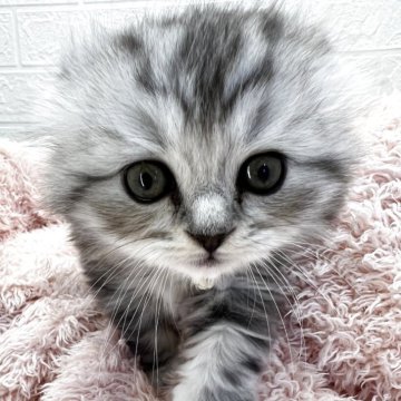 スコティッシュフォールド(折れ耳)【埼玉県・男の子・2025年10月12日・シルバーマッカレルタビー&ホワイト（長毛）】の写真「出産ラッシュのため、安価にしてます🥰」