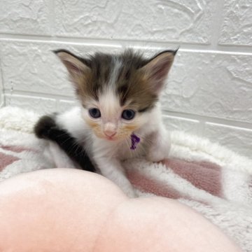 メインクーン【埼玉県・男の子・2025年10月22日・ブルー&ホワイト（長毛）】の写真「今流行りのメインクーン😍珍しいカラー🩷」