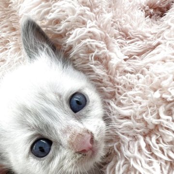 ラグドール【埼玉県・女の子・2025年10月2日・ブルーポイントバイカラー（長毛）】の写真「べっぴんさん😆綺麗なハチワレ☝️🥰」