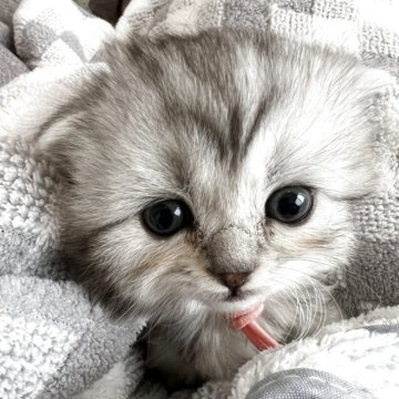 スコティッシュフォールド(折れ耳)【埼玉県・女の子・2025年10月12日・シルバーマッカレルタビー&ホワイト（長毛）】の写真「まん丸お目々のおっとりさんタイプ折れ耳女の子🥰」