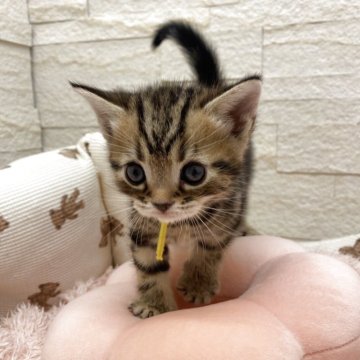 アメリカンショートヘア【埼玉県・男の子・2025年11月1日・ブラウンタビー（短毛）】の写真「パパが日本🇯🇵一出産ラッシュでお得な価格🉐」