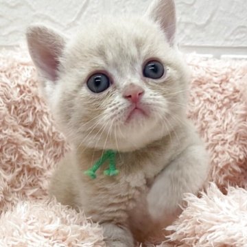 フォールデックス【埼玉県・男の子・2025年5月29日・クリーム（短毛）】の写真「イケメンくん😊クリクリオメメ😍」