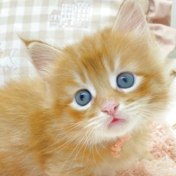 メインクーン【埼玉県・女の子・2025年6月28日・レッドタビー（長毛）】の写真「モフモフのフワッフワ🥰になりますよ❣️」