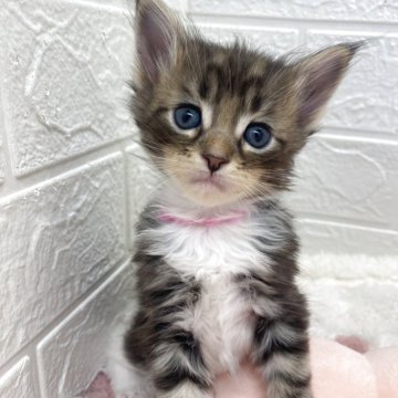 メインクーン【埼玉県・男の子・2025年10月22日・ブラウンタビー&ホワイト（長毛）】の写真「今流行りのメインクーン😍珍しいカラー🩷」