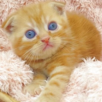 フォールデックス【埼玉県・男の子・2025年5月29日・レッドタビー（短毛）】の写真「イケメンくん😊クリクリオメメ😍折れ耳🤗」