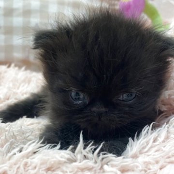 フォールデックス【埼玉県・男の子・2025年8月15日・ブラックスモーク（長毛）】の写真「イケメンくん😻キュン❤️おっとり系👼折れ耳🤗」