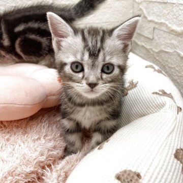 アメリカンショートヘア【埼玉県・女の子・2025年10月15日・シルバータビー（短毛）】の写真「パパが日本🇯🇵一出産ラッシュでお得な価格🉐」