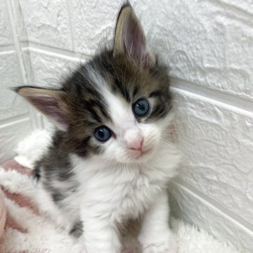 メインクーン【埼玉県・男の子・2025年10月22日・ブルー&ホワイト（長毛）】の写真「今流行りのメインクーン😍珍しいカラー🩷」