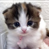 スコティッシュフォールド(折れ耳)