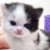 スコティッシュフォールド(立ち耳)