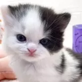 スコティッシュフォールド(立ち耳)