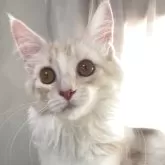 メインクーン