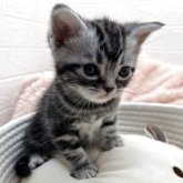 アメリカンショートヘア