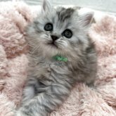 スコティッシュフォールド(立ち耳)