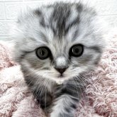 スコティッシュフォールド(折れ耳)