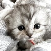 スコティッシュフォールド(折れ耳)