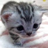 スコティッシュフォールド(立ち耳)