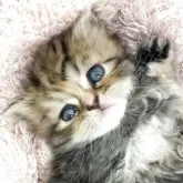 フォールデックス【埼玉県・女の子・2025年8月15日・ブラウンタビー】の写真1