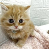 スコティッシュフォールド(立ち耳)