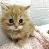 スコティッシュフォールド(立ち耳)