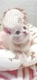 フォールデックス【埼玉県・男の子・2025年5月29日・クリーム】の写真3