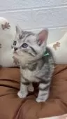 スコティッシュフォールド(立ち耳)【埼玉県・男の子・2025年3月5日・シルバータビー】の写真6