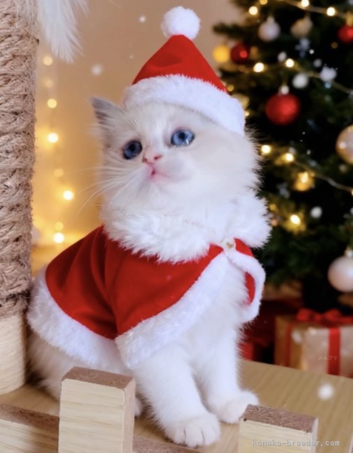 松下　千春(まつした　ちはる)ブリーダー(鹿児島県・ラグドールなど・ICC登録)の紹介写真10