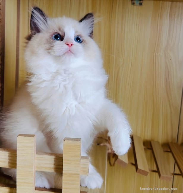 外産直子  Leona ♀｜松下　千春(まつした　ちはる)ブリーダー(鹿児島県・ラグドールなど・ICC登録)の紹介写真4