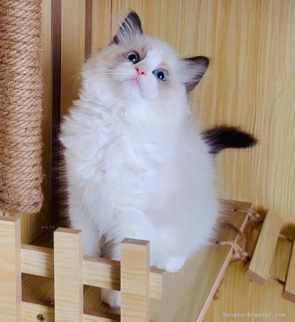 外産直子  Leona ♀｜松下　千春(まつした　ちはる)ブリーダー(鹿児島県・ラグドールなど・ICC登録)の紹介写真5