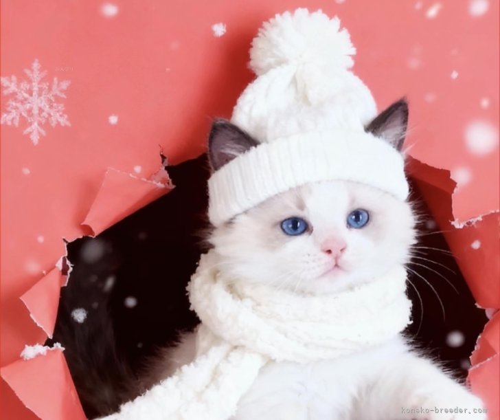 松下　千春(まつした　ちはる)ブリーダー(鹿児島県・ラグドールなど・ICC登録)の紹介写真6