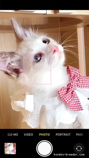ラグドールの子猫ちゃん｜松下　千春(まつした　ちはる)ブリーダー(鹿児島県・ラグドールなど・ICC登録)の紹介写真6