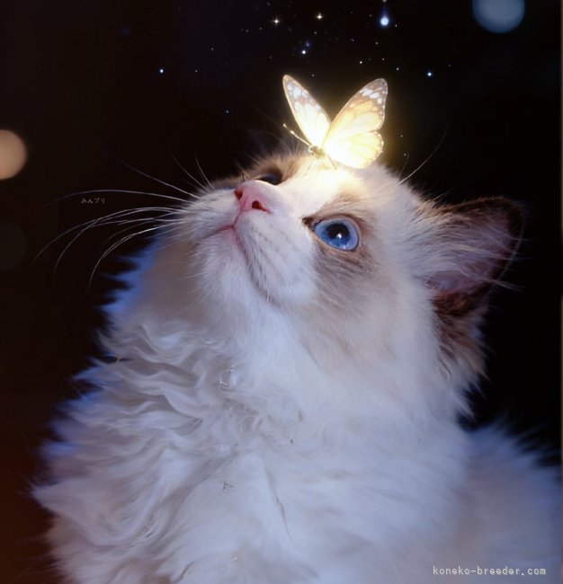 松下　千春(まつした　ちはる)ブリーダー(鹿児島県・ラグドールなど・ICC登録)の紹介写真6