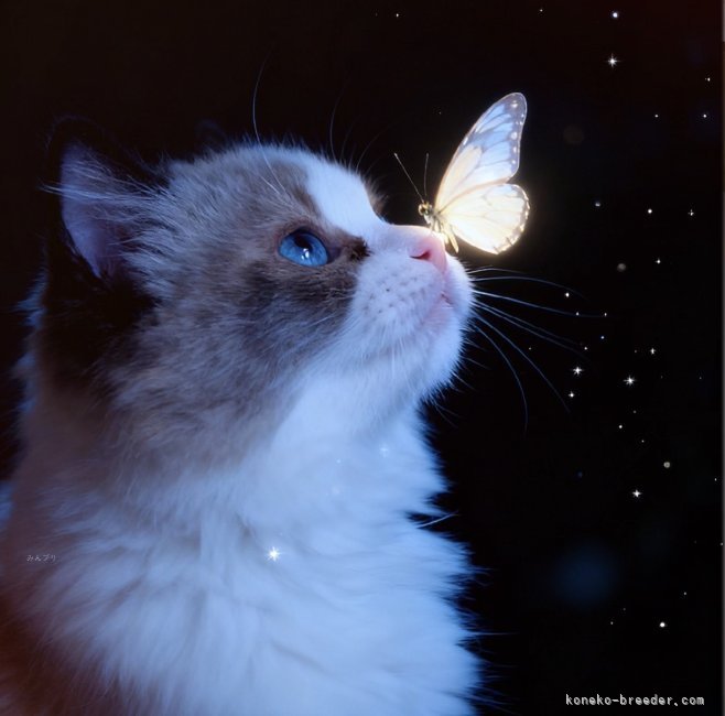 Ruby  Seal Point Bicolor｜松下　千春(まつした　ちはる)ブリーダー(鹿児島県・ラグドールなど・ICC登録)の紹介写真7