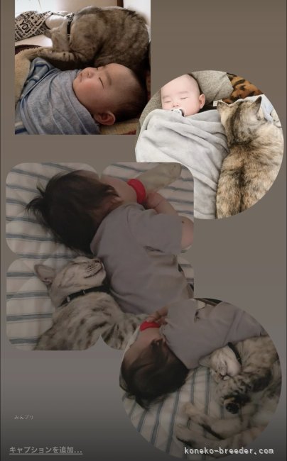 我が家の息子とお猫様です🐱｜松下　千春(まつした　ちはる)ブリーダー(鹿児島県・ラグドールなど・ICC登録)の紹介写真9