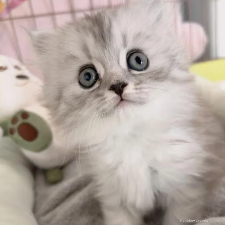 まあ 様のお迎えした子猫