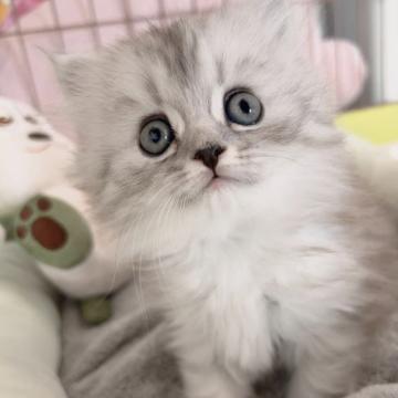ミヌエット(長足)【鹿児島県・男の子・2022年9月1日・チンチラシルバー（長毛気味です🥰）】の写真「美しい瞳に、ふわっふわの被毛です💗」