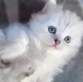 ミヌエット(短足)【鹿児島県・女の子・2024年1月13日・シルバータビー 予定】の写真2