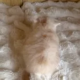 ミヌエット(短足)【鹿児島県・男の子・2025年11月14日・クリーム】の写真10